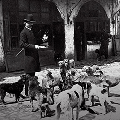 Dört Ayaklı Belediye: İstanbul’un Sokak Köpekleri