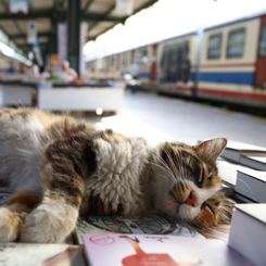 Haydarpaşa Garı’nda 9. Kitap Günleri 