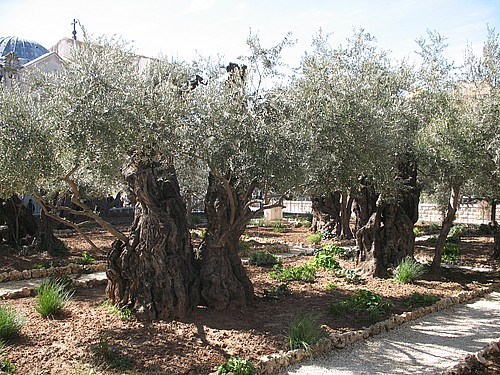 Gethsemane Bahcesi'ndeki binlerce yıllık zeytin ağaçları