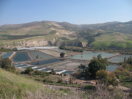 Golan
