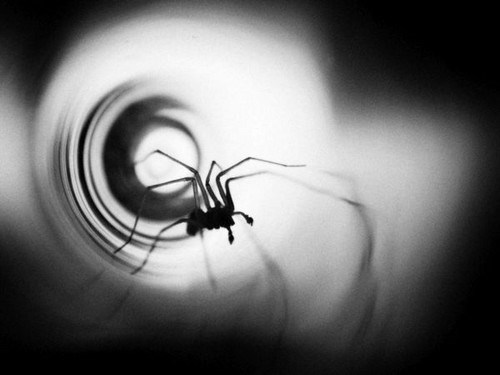 Constanze O^toole / Along came a spider