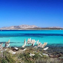 AA Visiting School Asinara