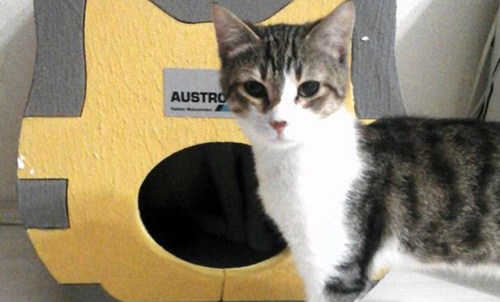 Austrotherm ısı yalıtımlı kedi evi
